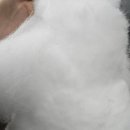 퍼스업 애견미용 | 애견미용 위그 첫 대회 준비 | 시저링 초벌·재벌·마무리 기록