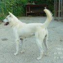 애견가족 이미지