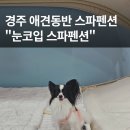 눈코입 | 경주 눈코입스파펜션 돛단배방 내돈내산 숙박 후기 스파 수영장 바베큐까지 완비된 감성 숙소 (애견동반...