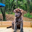 우정진도개 이미지