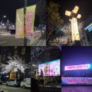 남산비디오 | 2026 강릉 벚꽃축제 총정리 (경포·남산·솔올블라썸 일정/주차/꿀팁)