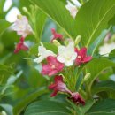 그냥찻집 이미지