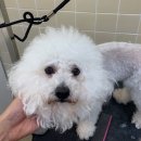 위드퍼피숑 이미지