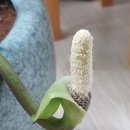 금전초(금전수.돈나무.수양유카...) 꽃말 : 번영.부귀.재물 이미지