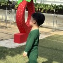 다산2농장 | 대구근교 딸기따기 딸기체험농장 다산 여왕딸기 가격 시기