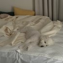 엠시베딩 | 🛏️ 여름침구 추천 후기! 엠시베딩 쯔누가 냉감패드 + 헬로우슬립 썸머코튼 이불 솔직 리뷰