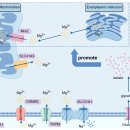 월경과 혼재 이미지