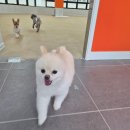 놀러오개 애견유치원 애견호텔(화성 병점진안점) 이미지