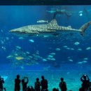 스카이렌트카 이미지