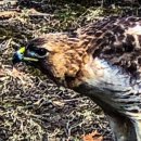 A Red Tailed Hawk munching on Squirrel - w/iphone 이미지