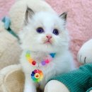 냥이의꿈 이미지