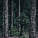 숲의 소리 이미지