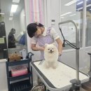개인정애견샵 이미지