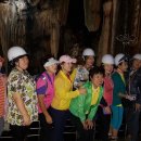 울진소나무 이미지