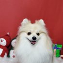 펫살롱케이 이미지