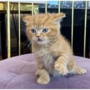 도그마루 천안지점 | 천안도그마루에서 즐기는 강아지분양, 고양이분양의 특별한 경험!