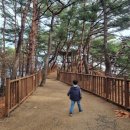 정자나무길~시청로 | 양양 하조대 정자부터 등대까지, 아이와 30분 산책 코스 후기