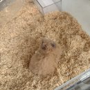 햄스터 분양 로던트 클럽 충남점 이미지