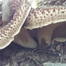 이포고등학교 이미지