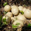 동양파라빌 이미지