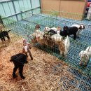 남원흑염소농장 2농장 이미지