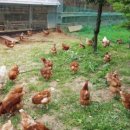 등고개2 이미지