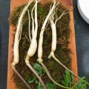 초애삼계탕 이미지