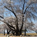 전북특별자치도 익산시 왕궁면 흥암리 560-15 | 익산 벚꽃 명소 왕궁리유적 실시간 개화 현황 나들이 후기