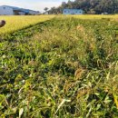 밥이대장 이미지