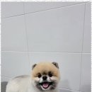 멍멍살롱 이미지