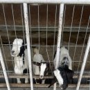 순진목장 이미지