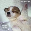 포인핸드 입양후기[❤️입양후기❤️] 1950. 송누루