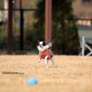 댕댕라운지 이미지