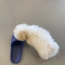 다시사랑받개 이미지