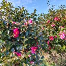 물댄동산 통나무펜션 이미지