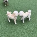 신당애견프라자