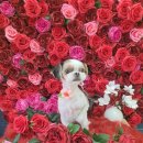 펫플러스라이프 이미지