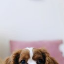 닥터코기동물병원 이미지