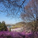 봄을 부르는 생화 플로리스트 | 부천 진달래동산 봄꽃 명소 후기｜벚꽃·개나리까지 한 번에 보는 산책 코스