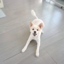 보듬펫살롱 이미지