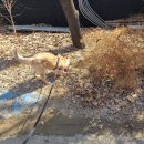 댕토피아 이미지