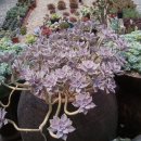 처음농장 이미지