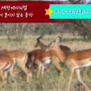 Like Serengeti / 세링게티처럼/ 조용필/ 한명수 커버연주 이미지