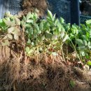 아스틸베 포기나누기 이미지