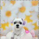 오늘도 예쁘개 이미지