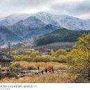 [the리스트]매화·산수유·벚꽃·동백…&#39;봄 축제&#39;는 여기 이미지