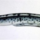 제주 사수도 바닷새류(흑비둘기,슴새)번식지 이미지