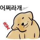 모모애견미용실 이미지