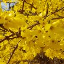 개나리세탁 이미지