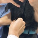 레오동물병원 이미지